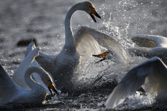 Russia Wildlife Swans