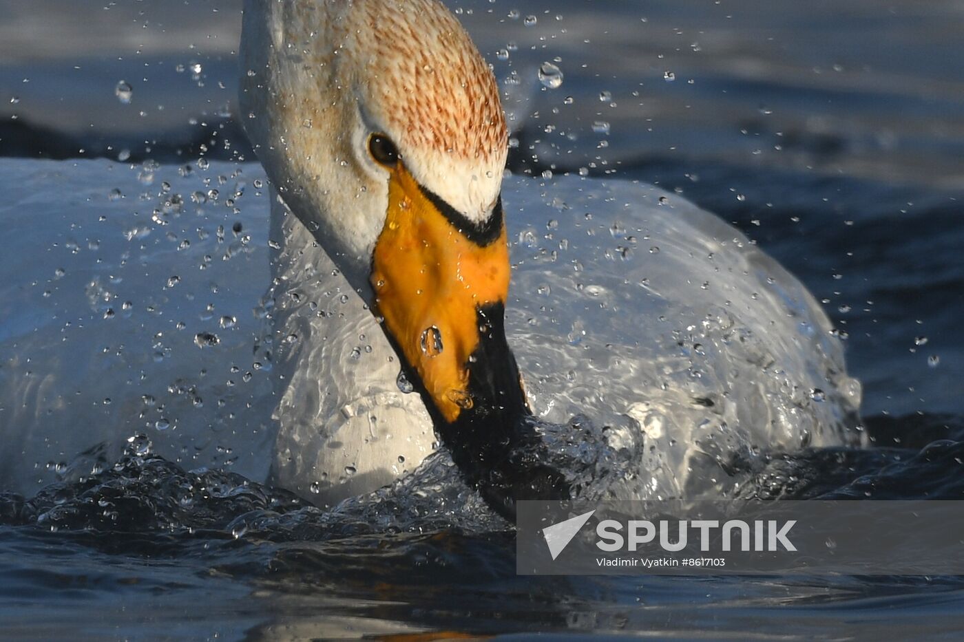 Russia Wildlife Swans