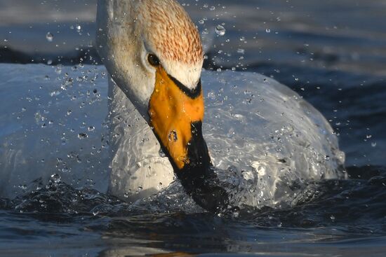 Russia Wildlife Swans