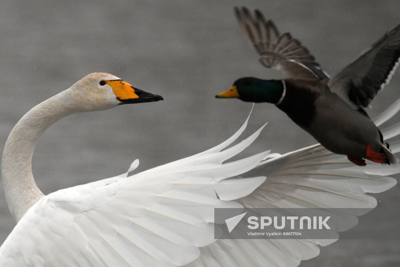 Russia Wildlife Swans