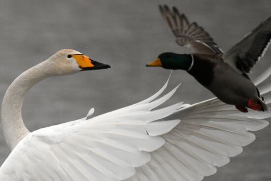 Russia Wildlife Swans