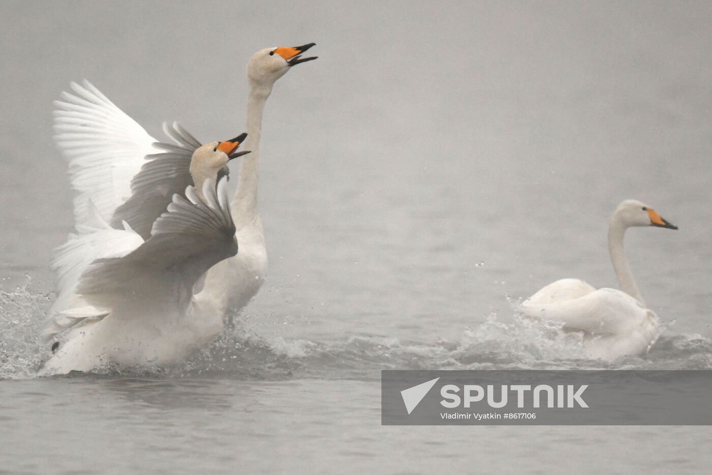 Russia Wildlife Swans