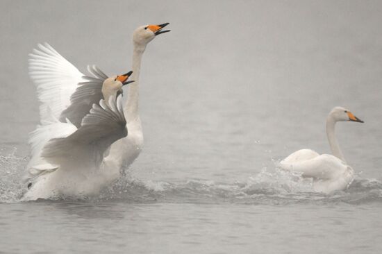Russia Wildlife Swans