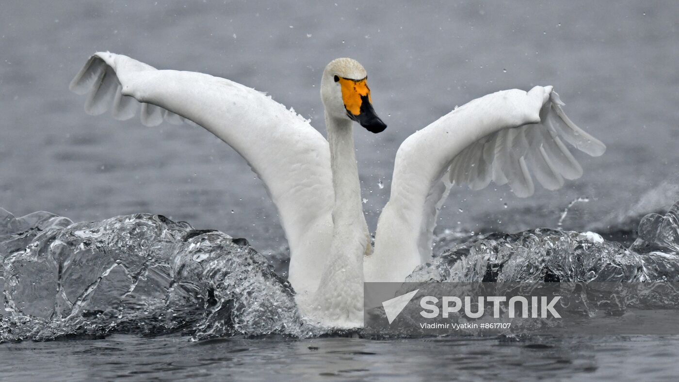Russia Wildlife Swans
