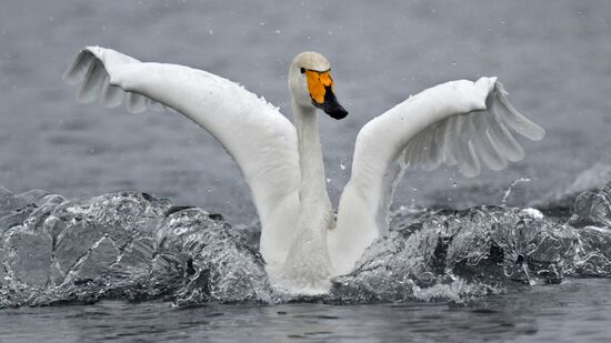 Russia Wildlife Swans