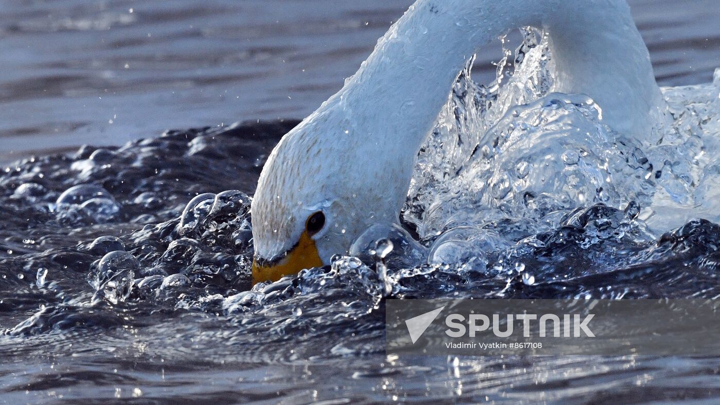 Russia Wildlife Swans
