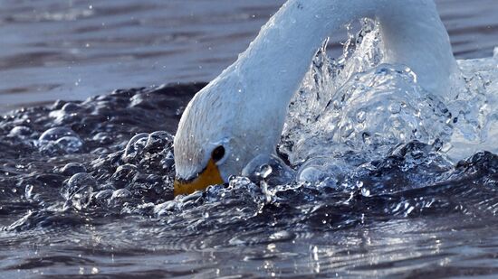Russia Wildlife Swans