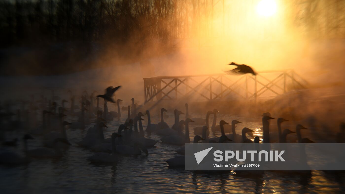 Russia Wildlife Swans