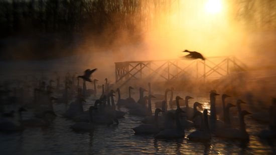 Russia Wildlife Swans