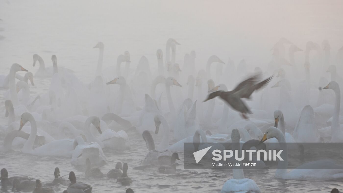 Russia Wildlife Swans