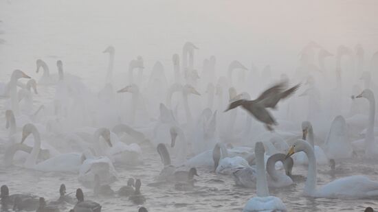 Russia Wildlife Swans