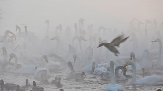 Russia Wildlife Swans
