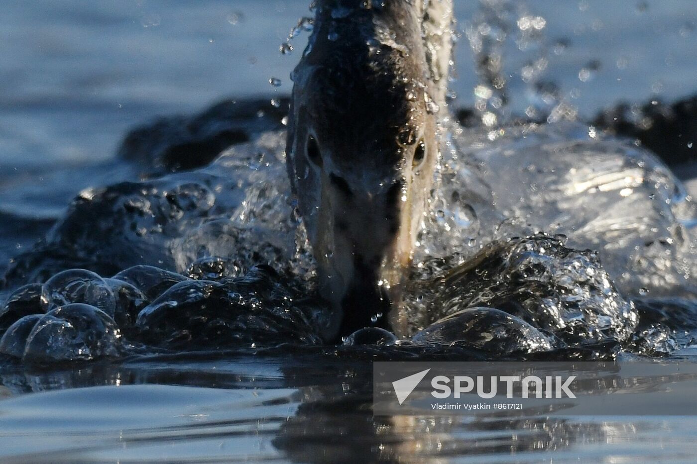 Russia Wildlife Swans