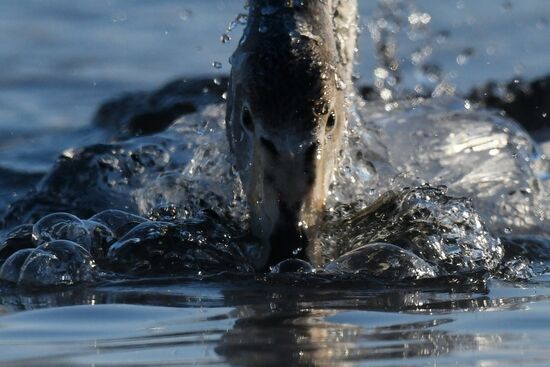 Russia Wildlife Swans