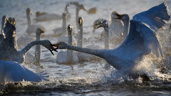 Russia Wildlife Swans