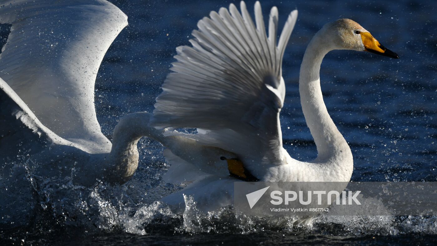 Russia Wildlife Swans