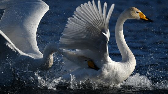 Russia Wildlife Swans