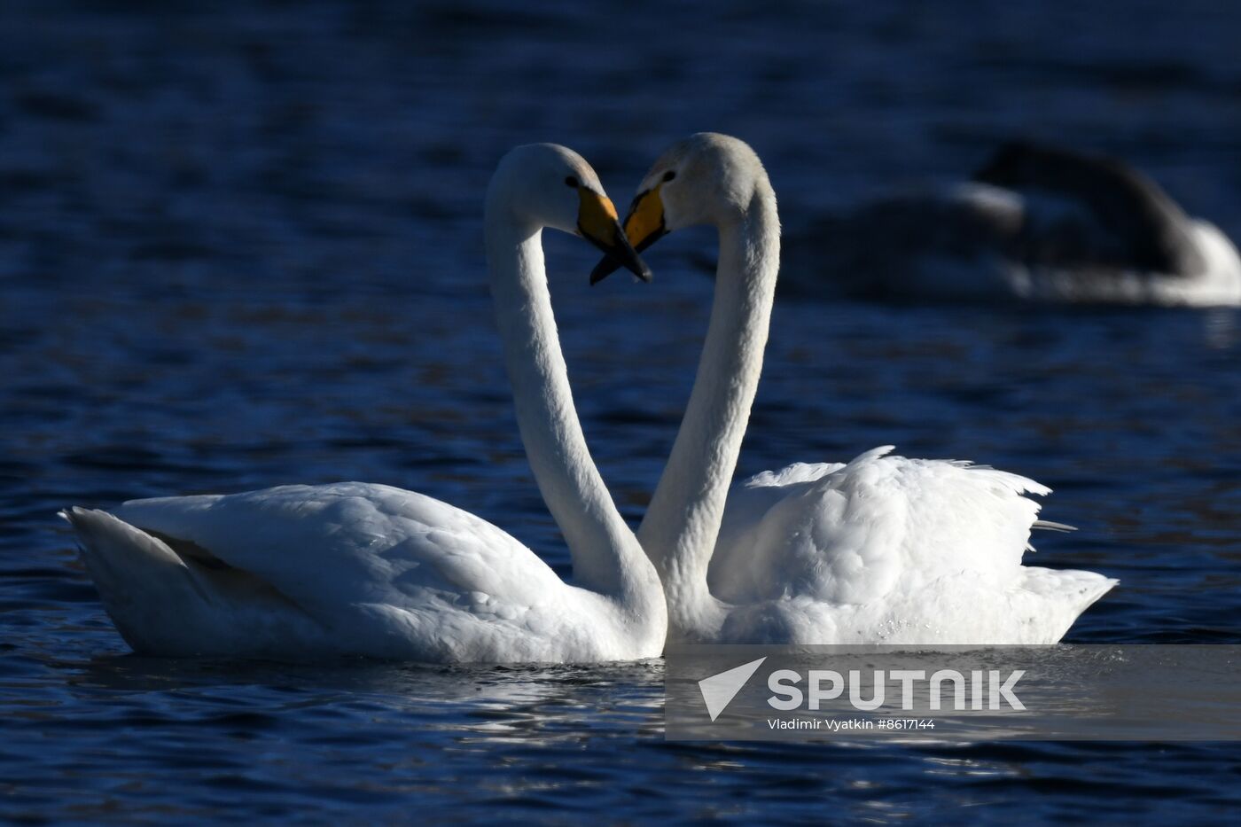 Russia Wildlife Swans