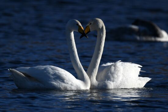 Russia Wildlife Swans