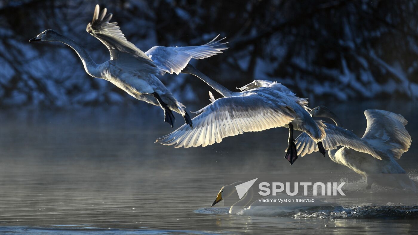Russia Wildlife Swans