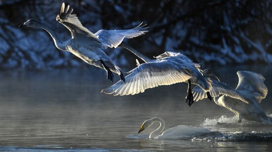 Russia Wildlife Swans