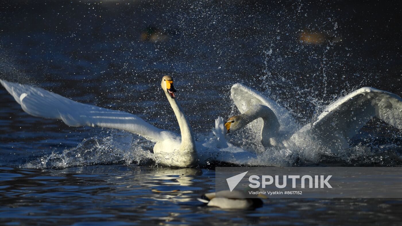 Russia Wildlife Swans