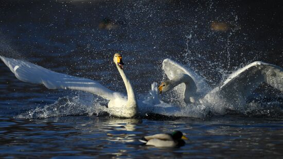 Russia Wildlife Swans