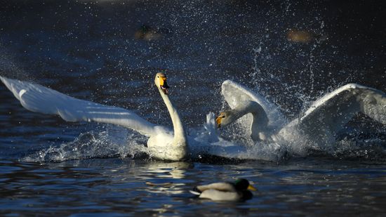 Russia Wildlife Swans