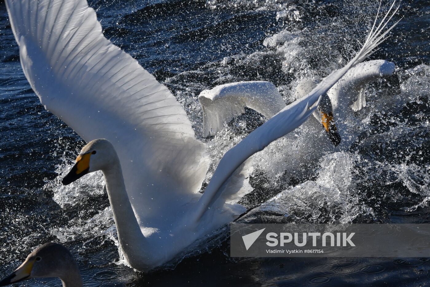 Russia Wildlife Swans