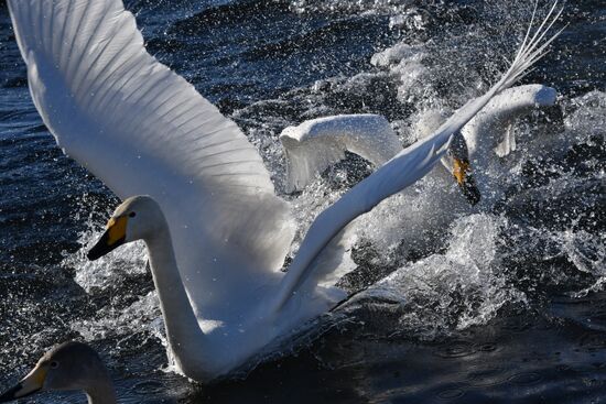 Russia Wildlife Swans