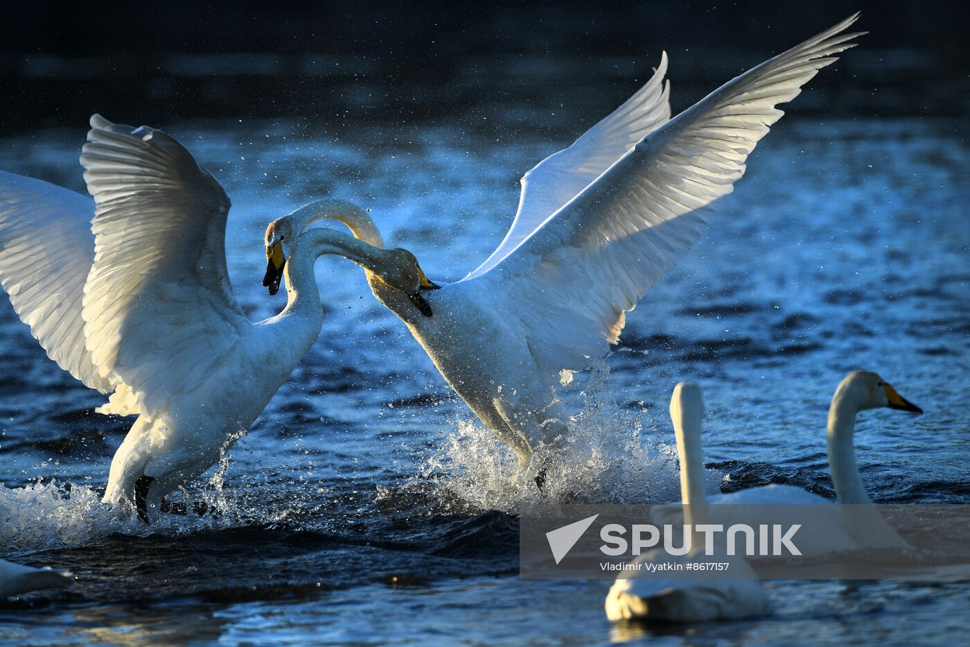 Russia Wildlife Swans