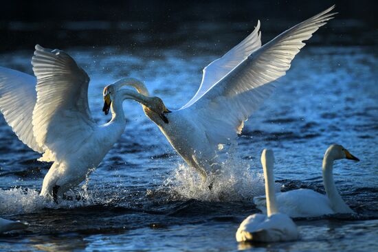 Russia Wildlife Swans