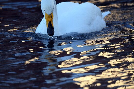 Russia Wildlife Swans