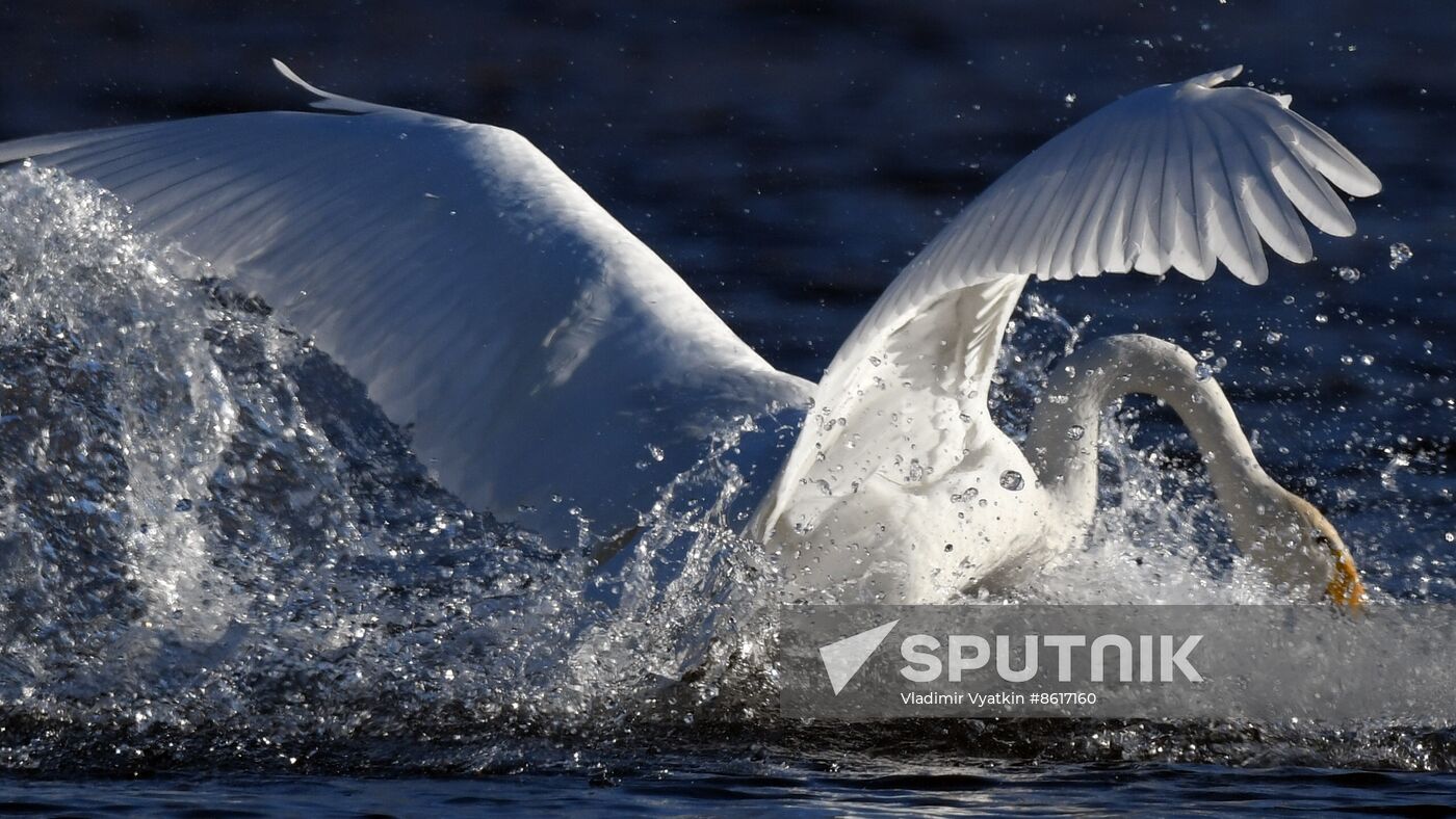 Russia Wildlife Swans