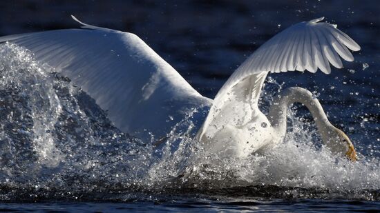 Russia Wildlife Swans