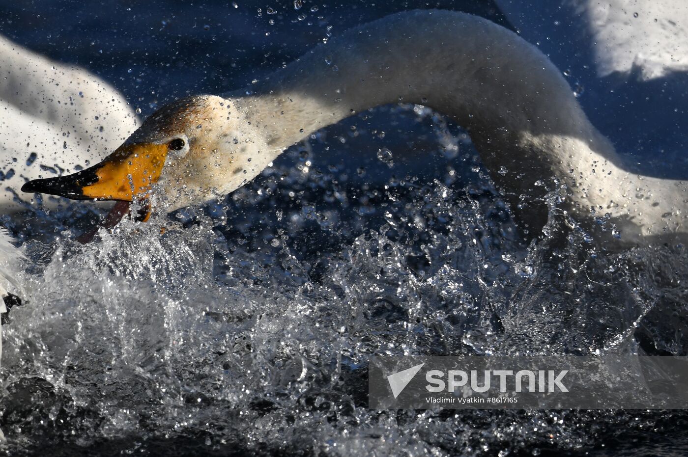 Russia Wildlife Swans