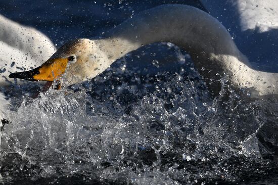 Russia Wildlife Swans
