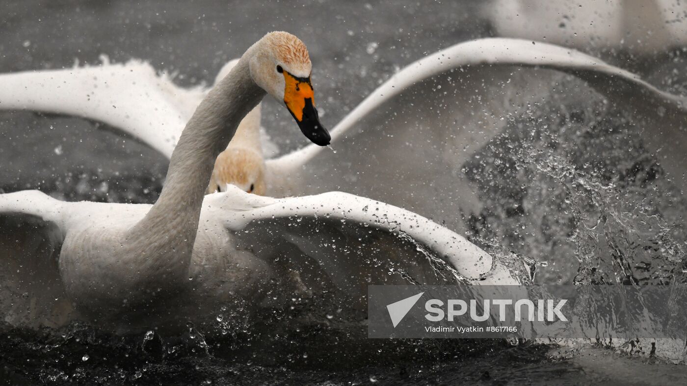 Russia Wildlife Swans