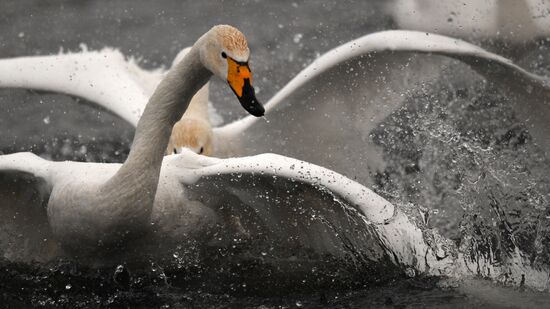 Russia Wildlife Swans