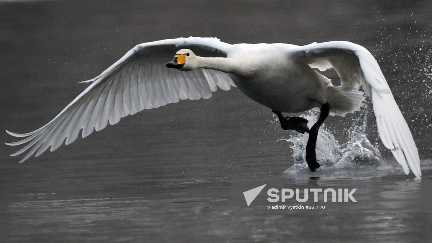 Russia Wildlife Swans