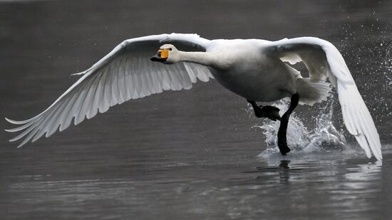 Russia Wildlife Swans