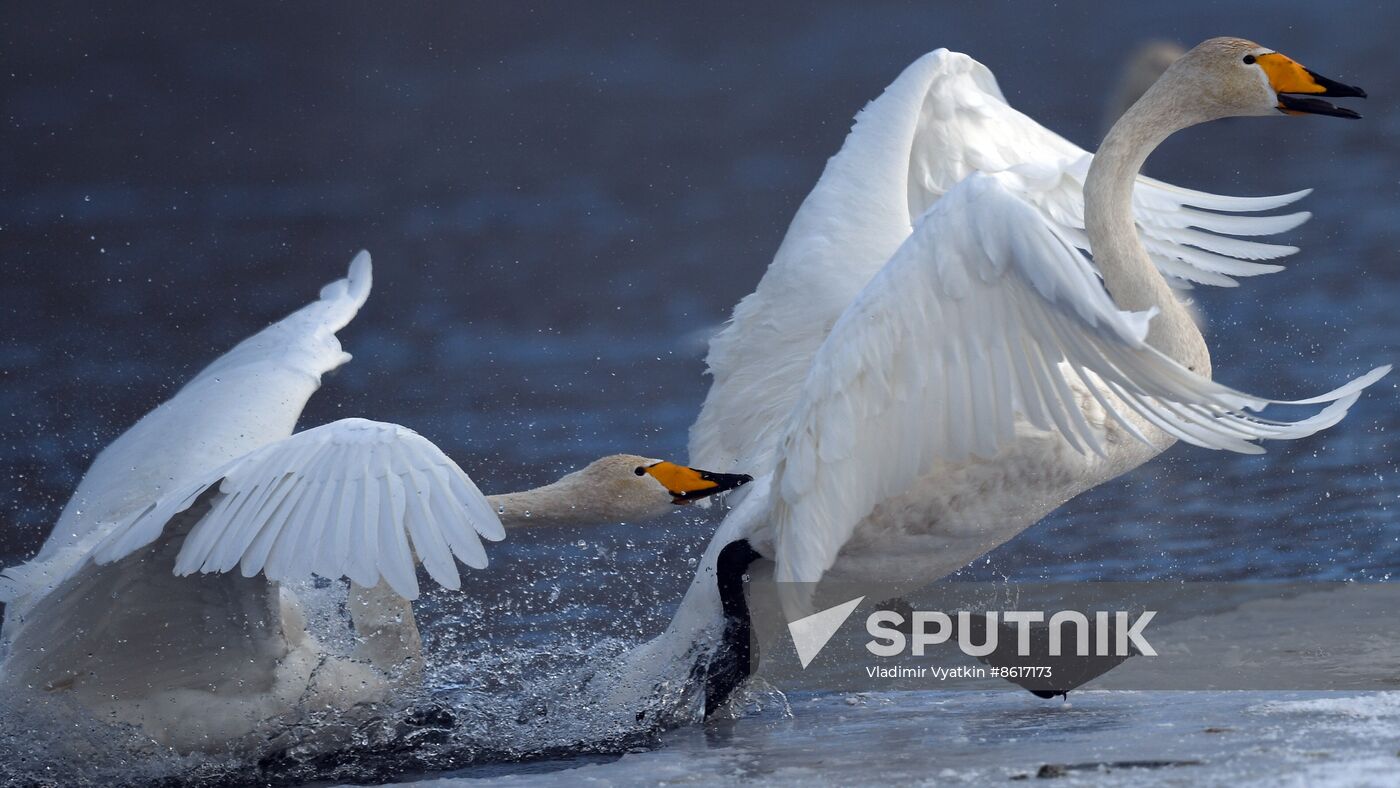 Russia Wildlife Swans
