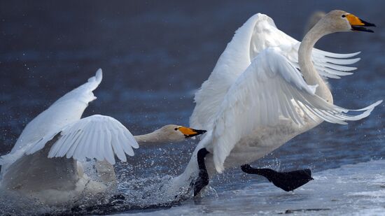 Russia Wildlife Swans