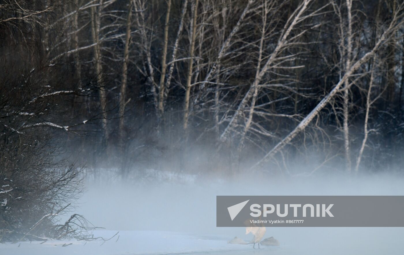 Russia Wildlife Swans
