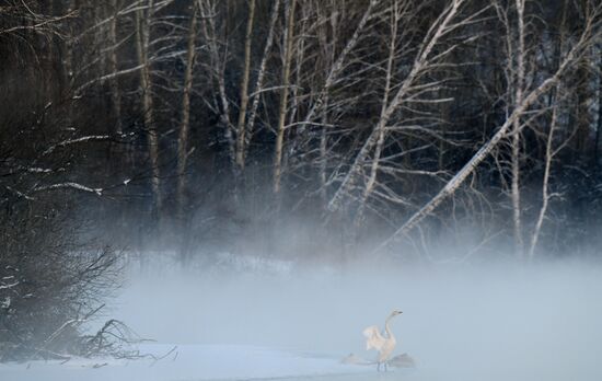 Russia Wildlife Swans