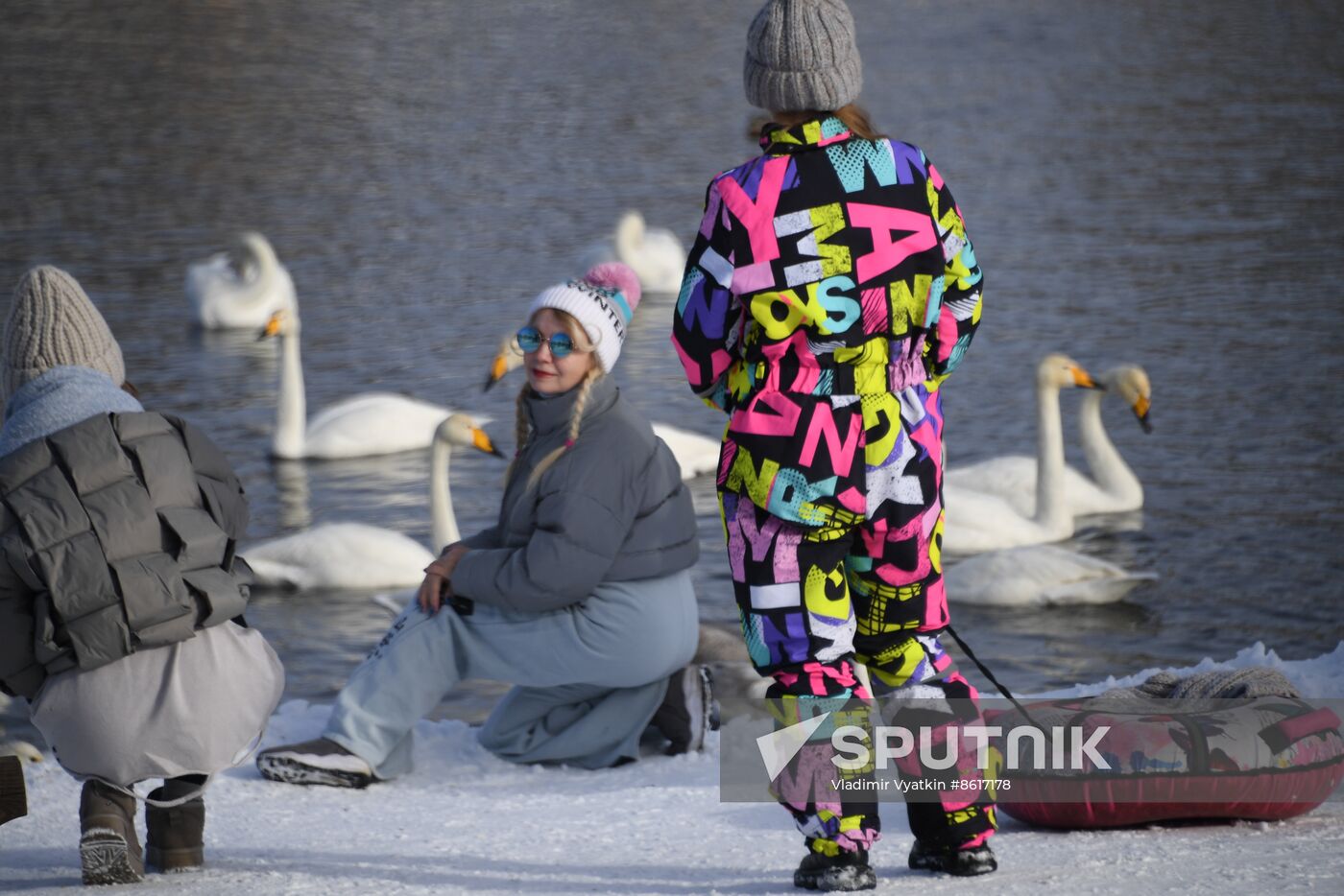 Russia Wildlife Swans