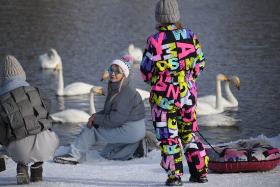 Russia Wildlife Swans