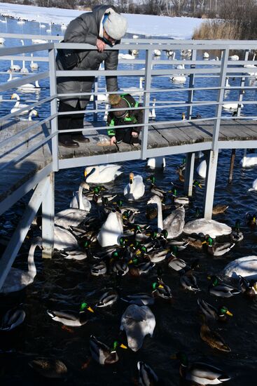 Russia Wildlife Swans