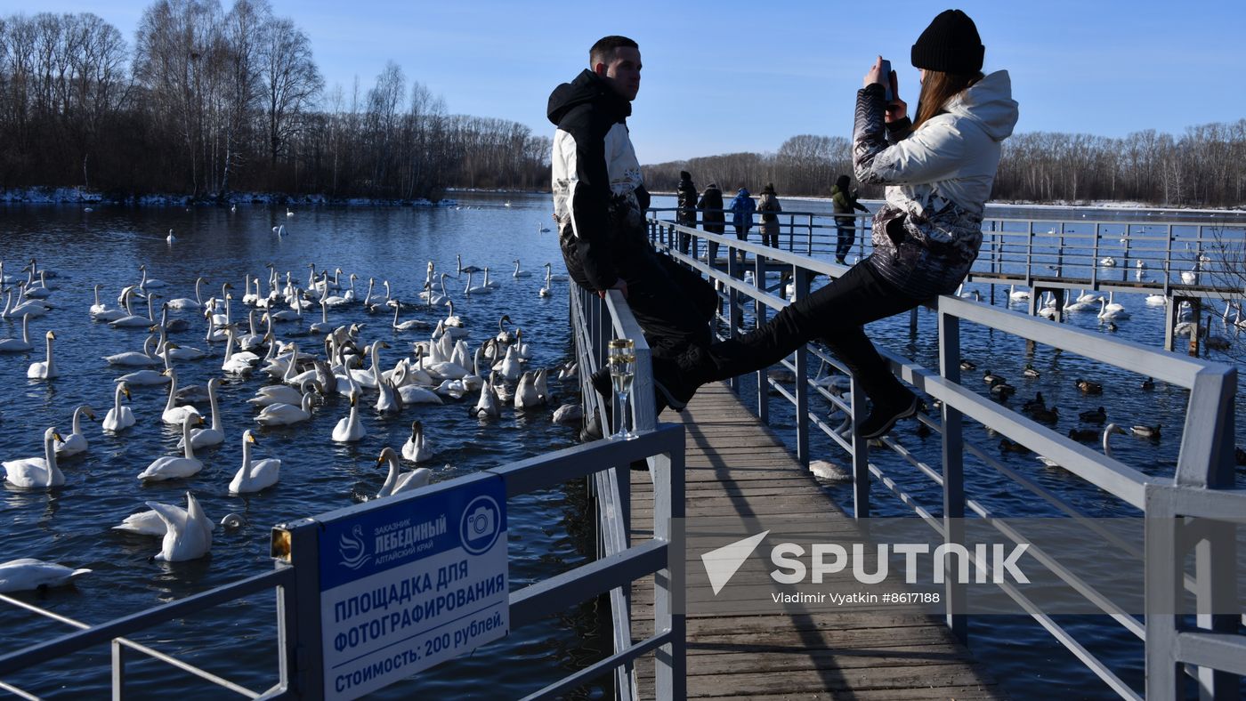 Russia Wildlife Swans