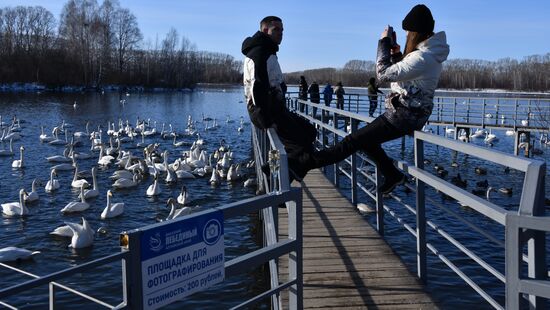 Russia Wildlife Swans